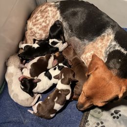 Dachshund Puppies from TLC Mini Dachshunds