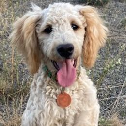 Poodles from Peachy Poodles