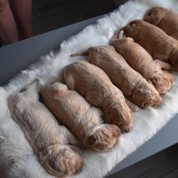 Goldendoodle Puppies from Wild Blum Doodles