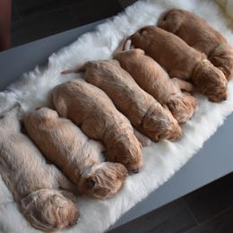 Goldendoodle Puppies from Wild Blum Doodles