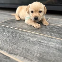 Female - Yellow female Labrador Retriever puppy in Wittmann, Arizona from Wranglin Farms