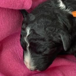 Boy 2 - Bernedoodle puppy in Dripping Springs, Texas from Doodle Ranch