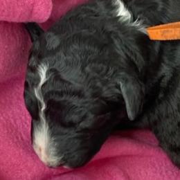 Boy 2 - Bernedoodle puppy in Dripping Springs, Texas from Doodle Ranch