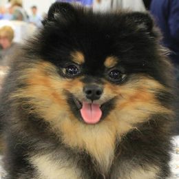 Pomeranians from Kegler Pomeranians