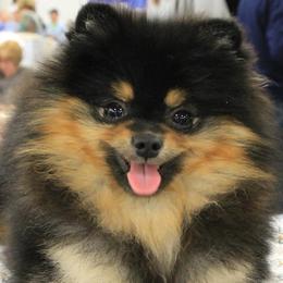 Pomeranians from Kegler Pomeranians