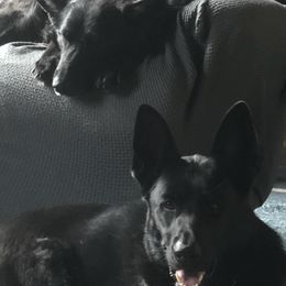 German Shepherds from Black Sheep German Shepherds