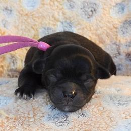 Liberty Bell - Black and white female Havanese puppy in Salt Lake City, Utah from Steal Your Heart Havanese