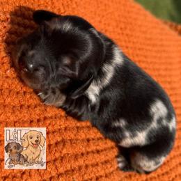 Dachshund Puppies from L&L Dachshunds