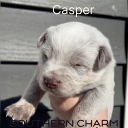 Casper - Red mottled male Australian Cattle Dog puppy in Floyd, Virginia from Southern Charm Heelers
