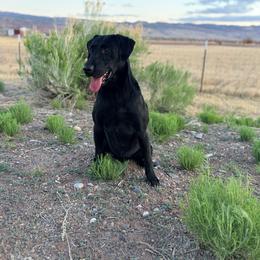 Thumper - Labrador Retriever