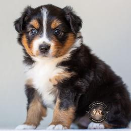 Remi - Black tri female Miniature American Shepherd puppy in Tonopah, Arizona from King's Miniature American Shepherds
