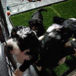 Bernedoodle Puppies from Kiya's Bernedoodles