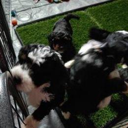 Bernedoodle Puppies from Kiya's Bernedoodles