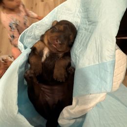 Girl puppy 2 - Tan female Yorkshire Terrier puppy in Hollister, California from Yorkshire Terrier Puppies