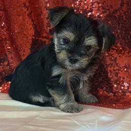 Charlie - Black & tan tri-color male Morkie puppy in Monticello, Iowa from Ashley’s Puppies