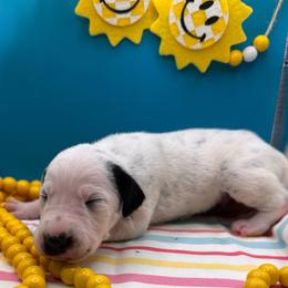 Bonfire - White and black male Dalmatian puppy in Melrose, New Mexico from ECMO Farm Dalmatians & Labrador Retrievers