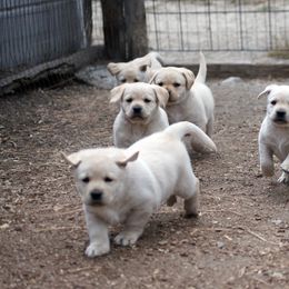 Labrador Retriever Puppies from Zumi's Labs