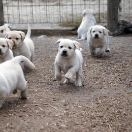 Labrador Retriever Puppies from Zumi's Labs