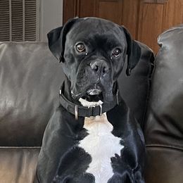 Doc - Boxer