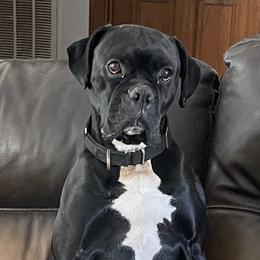 Doc - Boxer
