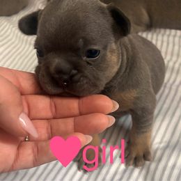 French Bulldog Puppies from Ballen Bulldogs