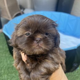 Girl Bella - Liver female Shih Tzu puppy in Whittier, California from Socal Mother Of Shih Tzus