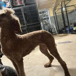Happy - Poodle