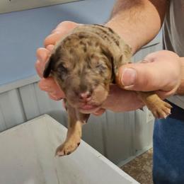 Daisy - Merle female Labradoodle puppy in Calvert City, Kentucky from Pawpaws Doodles