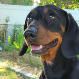 Dachshunds from Rio Dosa Downs Dachshunds