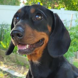 Dachshunds from Rio Dosa Downs Dachshunds