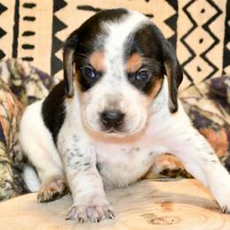 Gandalf - Black white and tan male Beagle puppy in Viper, Kentucky from Mountain Top