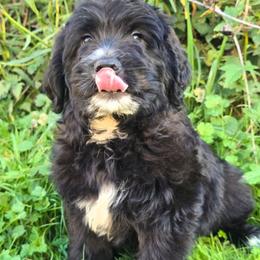Meg - Parti female Saint Berdoodle puppy in Castle Rock, Washington from PNW Saint Berdoodles