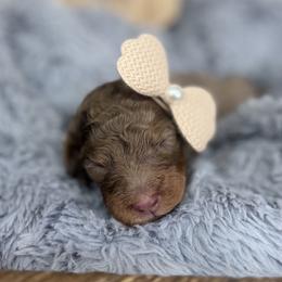 Sienna-Brown Collar - Chocolate merle female Bernedoodle puppy in Oak Hills, California from High Desert Doodles