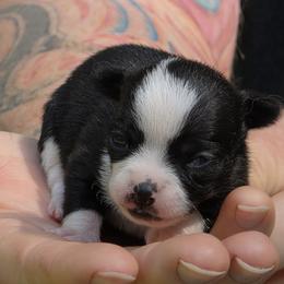 Ying Yang - Black and white female Chihuahua puppy in East Camden, Arkansas from RoyAl