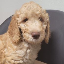 Boy 1 - Apricot Goldendoodle puppy in Florida from Adonai's Creation Doodles