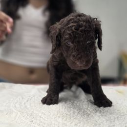 Poodle Puppies from Patitas