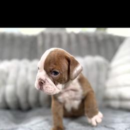 Rick - Chocolate tri-color male Bulldog puppy in Cheshire, Connecticut from Absolut Bulldogs