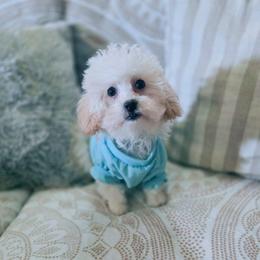 Ollie - Cream male Cockapoo puppy in West Point, Mississippi from Golden Paws
