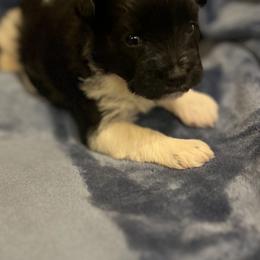 Clover - Parti female Miniature Schnauzer puppy in Charlotte, Tennessee from Heritage Miniature Schnauzers