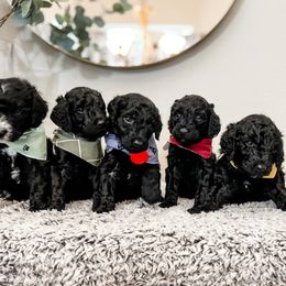 Goldendoodle Puppies from Space Coast Doodle Co.