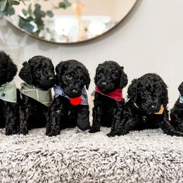 Goldendoodle Puppies from Space Coast Doodle Co.