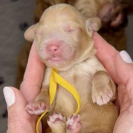 Sprinkles - Caramel female Australian Labradoodle puppy in Citrus Heights, California from Elite Blend Labradoodles