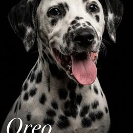 Oreo - White and black male Dalmatian puppy in Killeen, Florida from America's Dalmatian Friends