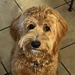 Rae - Goldendoodle