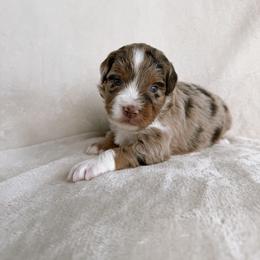 Daisy - Red merle female Aussiedoodle puppy in Burbank, Ohio from Berns & Doodles