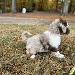 Goldendoodle and Poodle Puppies from Victoria’s Designer Doodles
