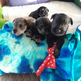 Miniature Schnauzer Puppies from Kelly's Mini Schnauzers