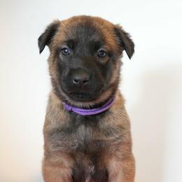Brienne - Fawn female Belgian Malinois puppy in Baltimore, Maryland from Abenteurer German Shepherds & Belgian Malinois
