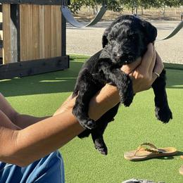 Abe - Black male Bernedoodle puppy in Yuba City, California from Ranch House Doodles