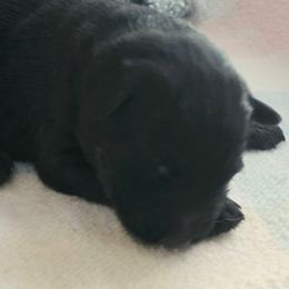 Girl 4 - Bi-color female German Shepherd puppy in Leon, West Virginia from Heart2Heart Kennels